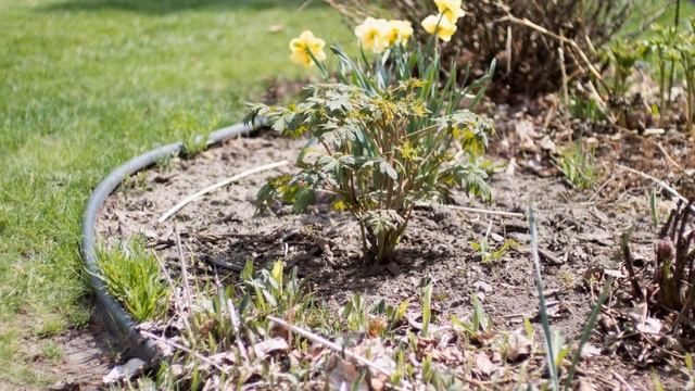 Voigtlander Nokton 35mm F1.2 On Panasonic G9 Camera