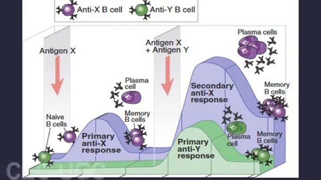 Edible Vaccines III - Basics Of Immunity And GIT Mucosal Immunity