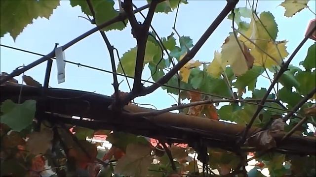 Некоторые элементы обрезки винограда для начинающих