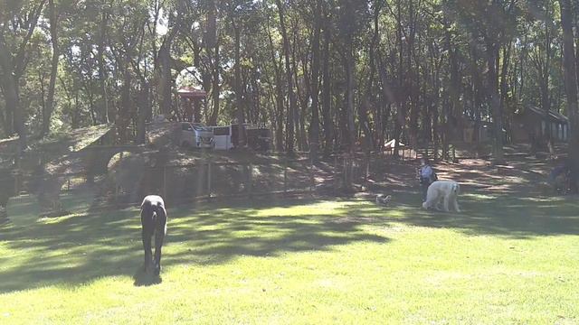 Irish Wolfhound With Little Friends