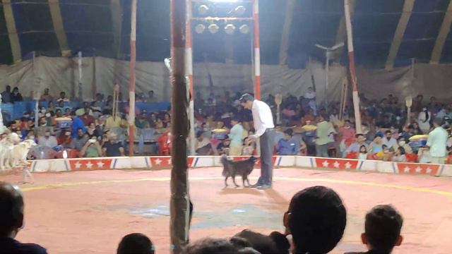 Jumbo Circus  Pom Dalmatian Dog Show