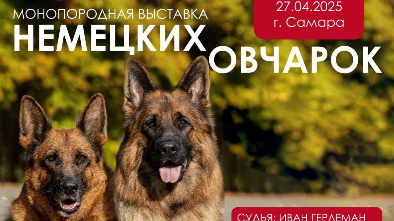 КЧК САМАРА 27 апреля`25 И.Герлеман Моно немецких овчарок