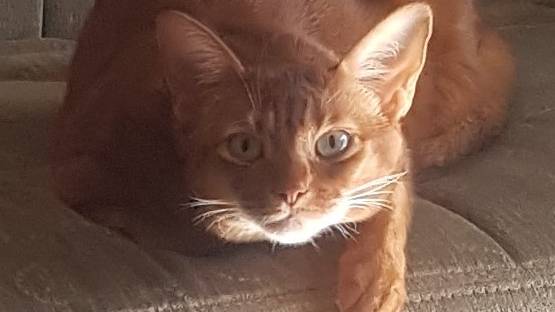 Кошки