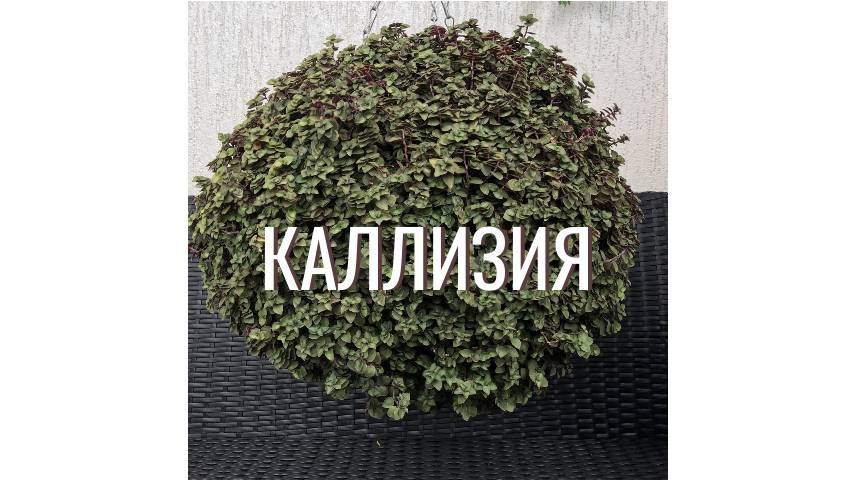 каллизия