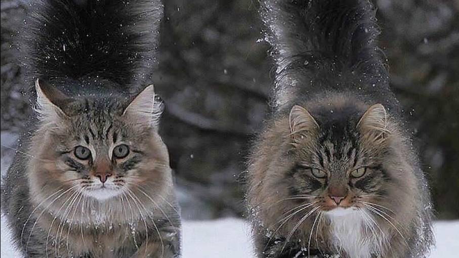 КОТ...ы  жизнь!