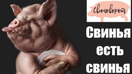 Свинья есть свинья (Pigs Will Be Pigs) 2021