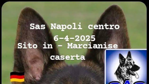 sezione Napoli Centro 06/04/2025 Моно немецких овчарок Италия