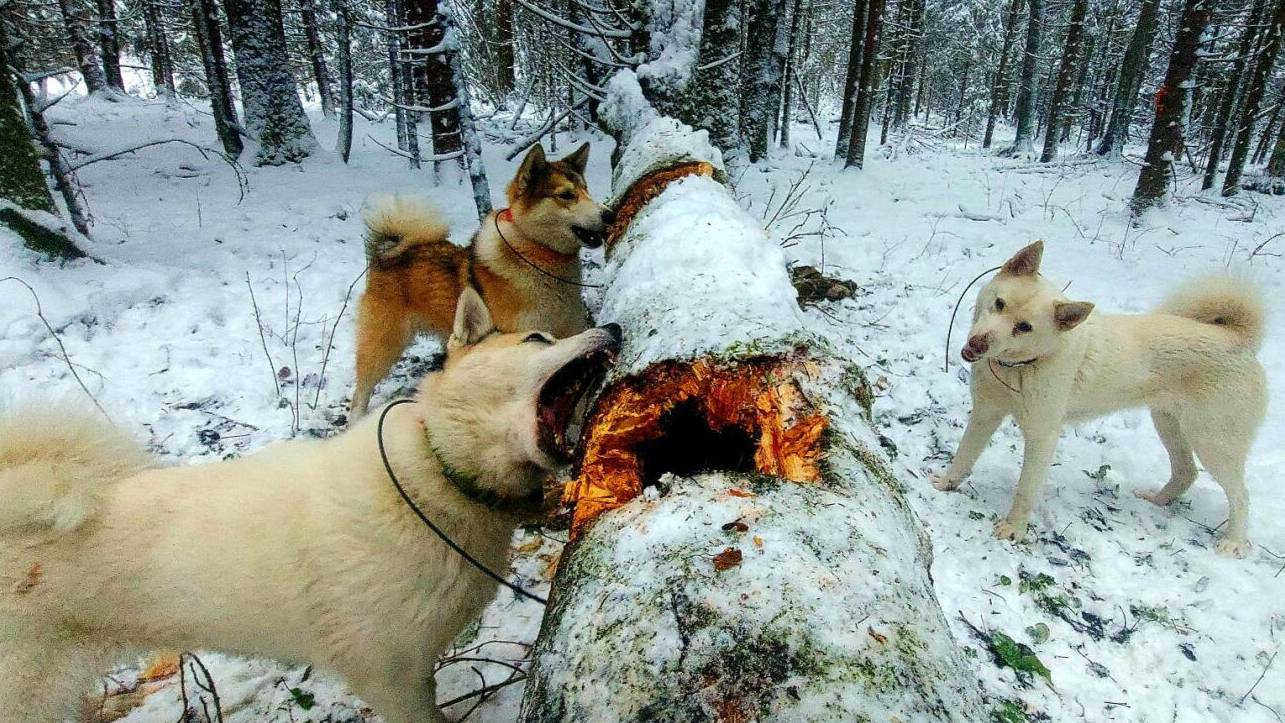 Охота с лайками