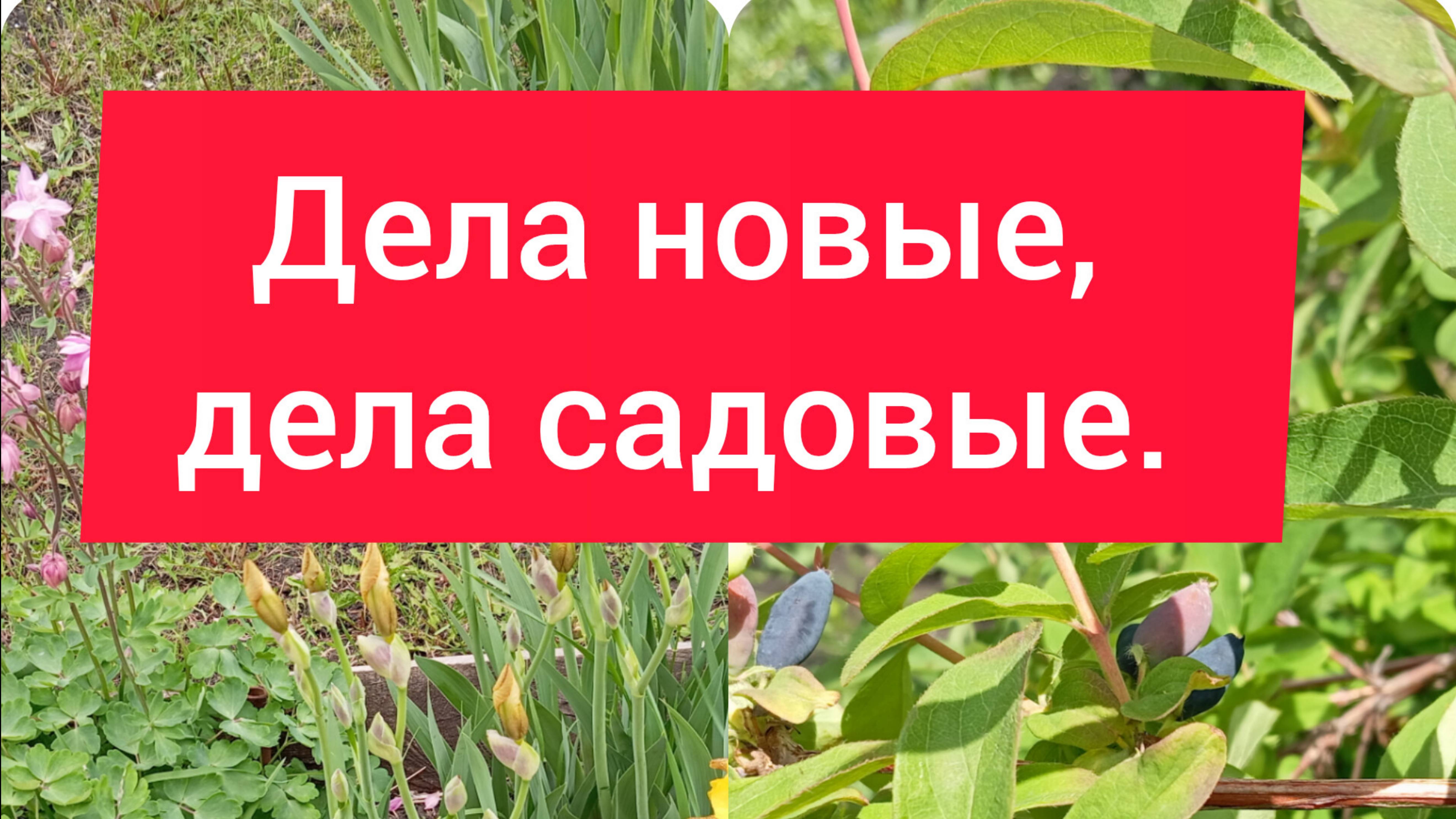 Мой сад