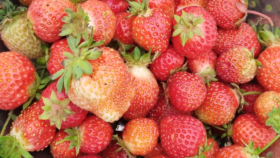 Всё о клубнике – от посадки до рекордного урожая🍓🍓🍓