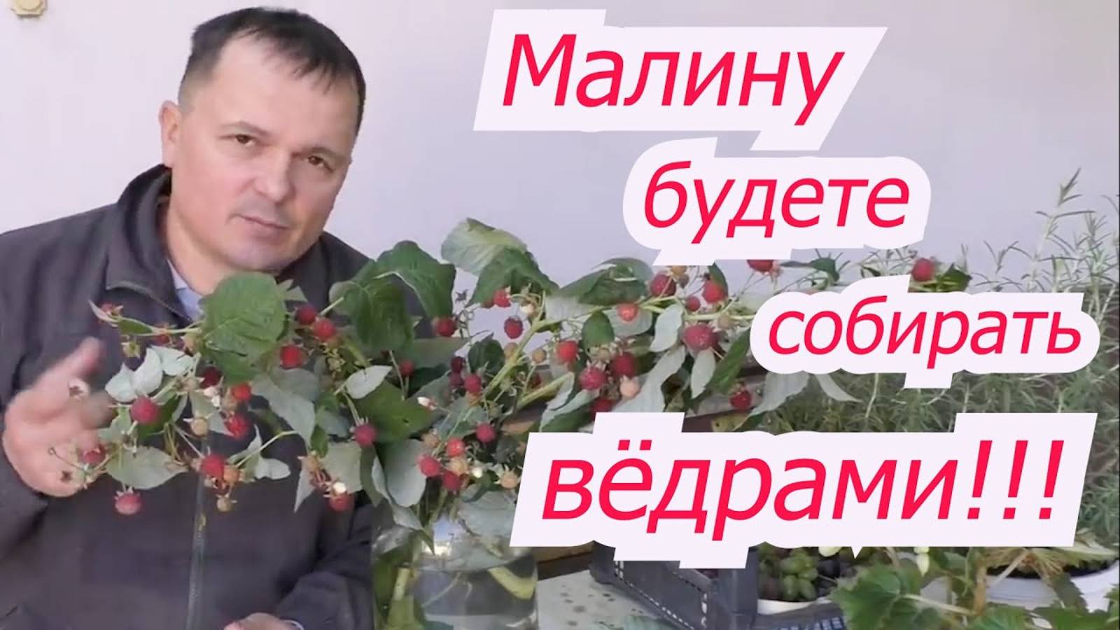 ВЫРАЩИВАНИЕ МАЛИНЫ И ДРУГИХ КУСТАРНИКОВ!