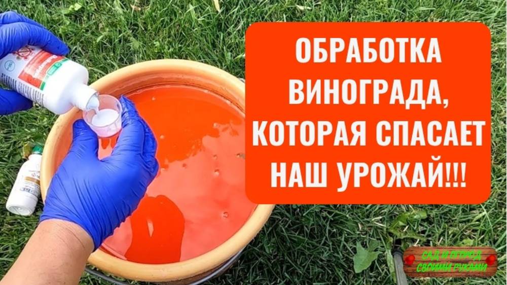 ВИНОГРАД, МАЛИНА И ДРУГИЕ КУСТАРНИКИ!