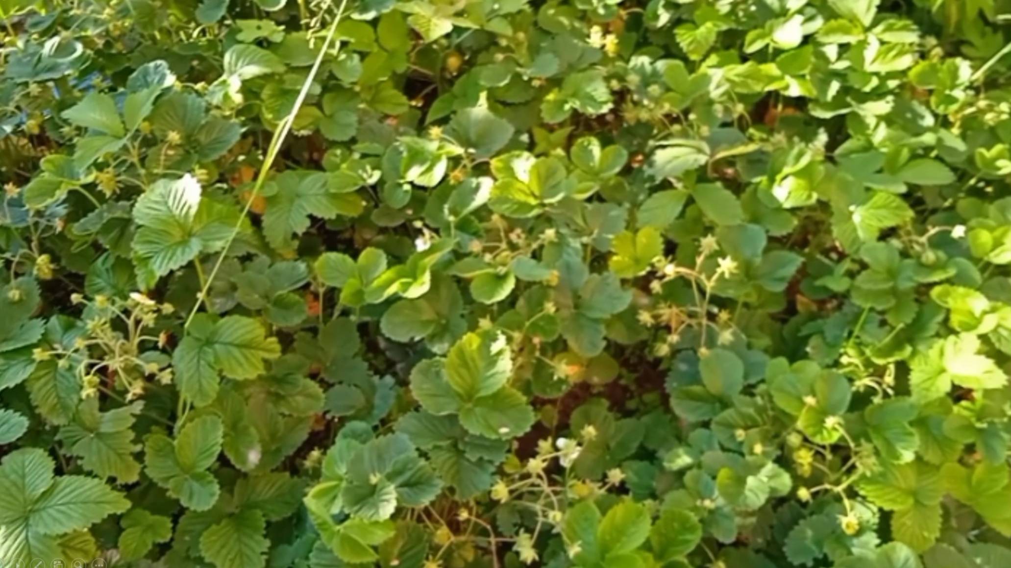 🌿 Сад и огород 🌿