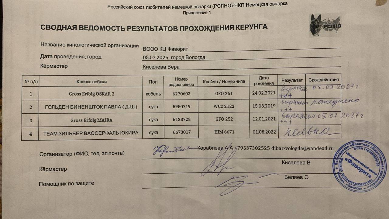 Кёрунг ВОЛОГДА 05 июл`25 (В.Киселева) 4 собаки