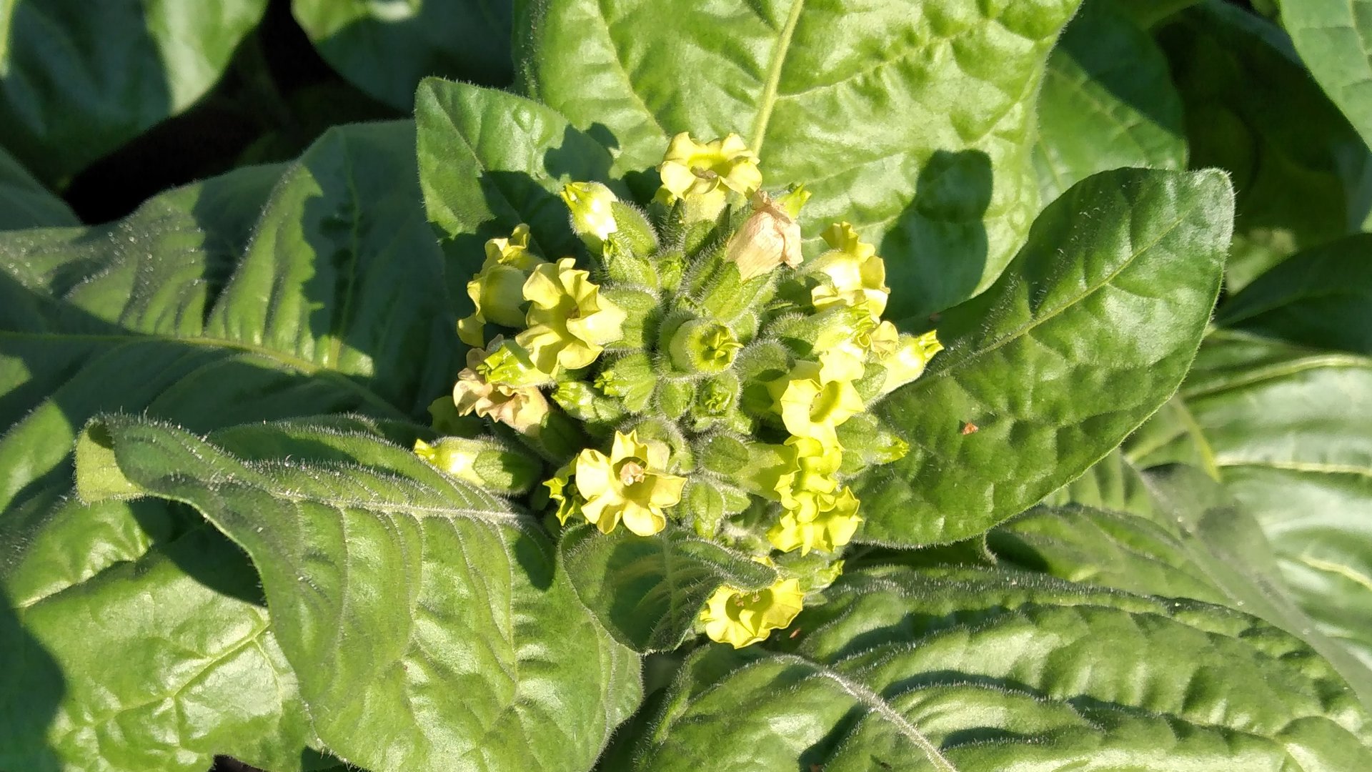 Махорка