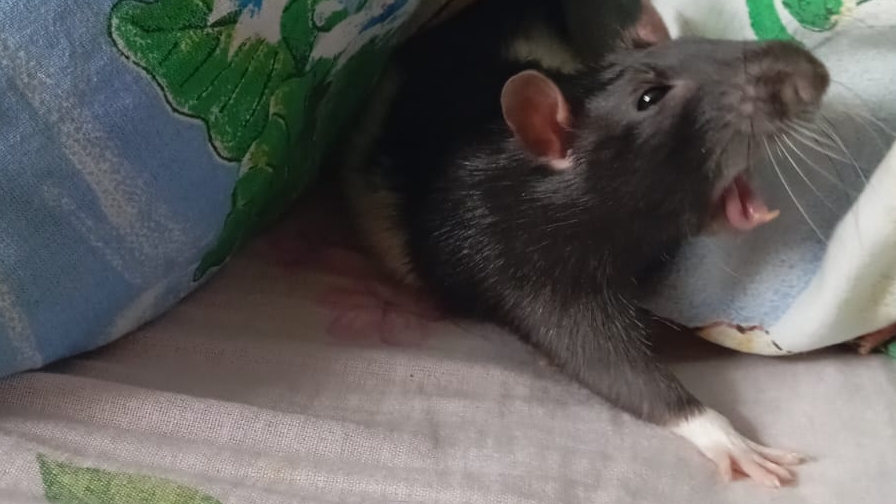 школа