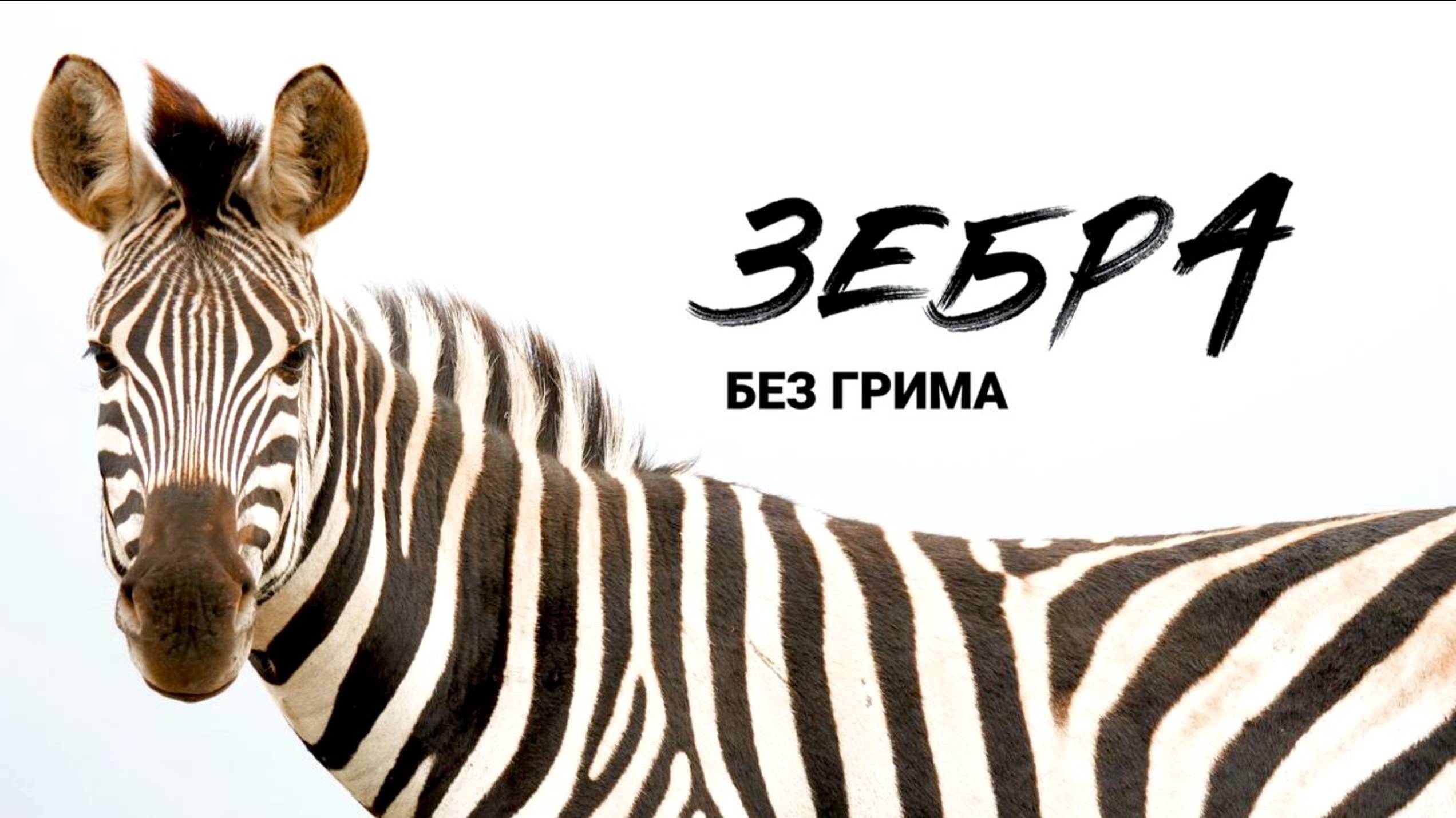 Искренний подкаст ″Зебра без грима″