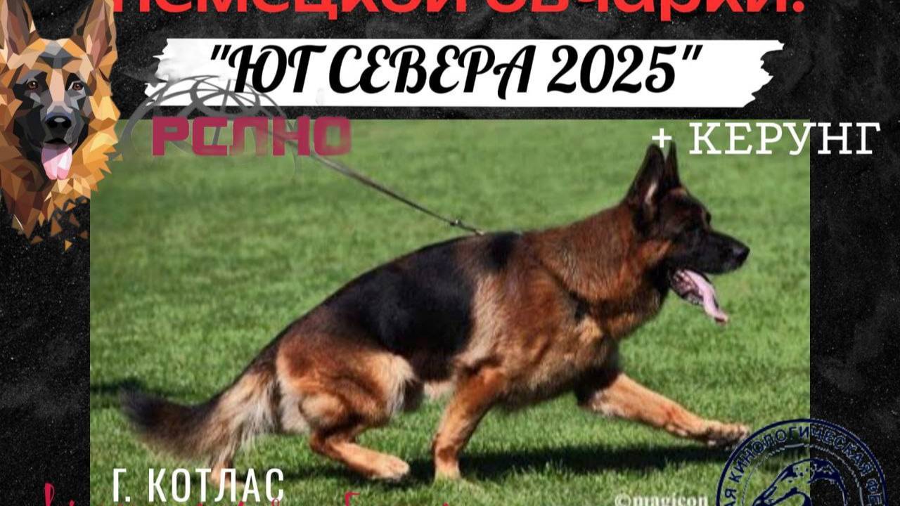 КЧК КОТЛАС 26 июля`25 А.Буйнова Моно немецких овчарок