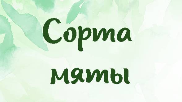 Сорта мяты