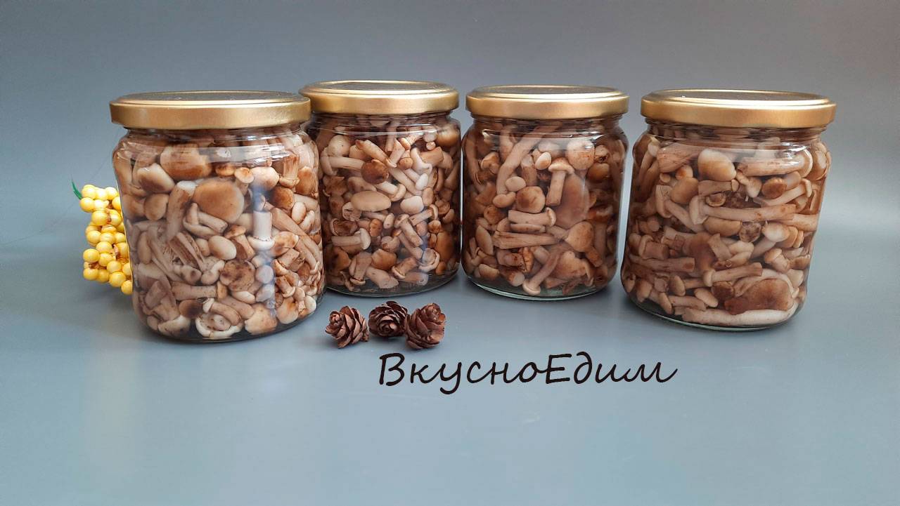 Грибы