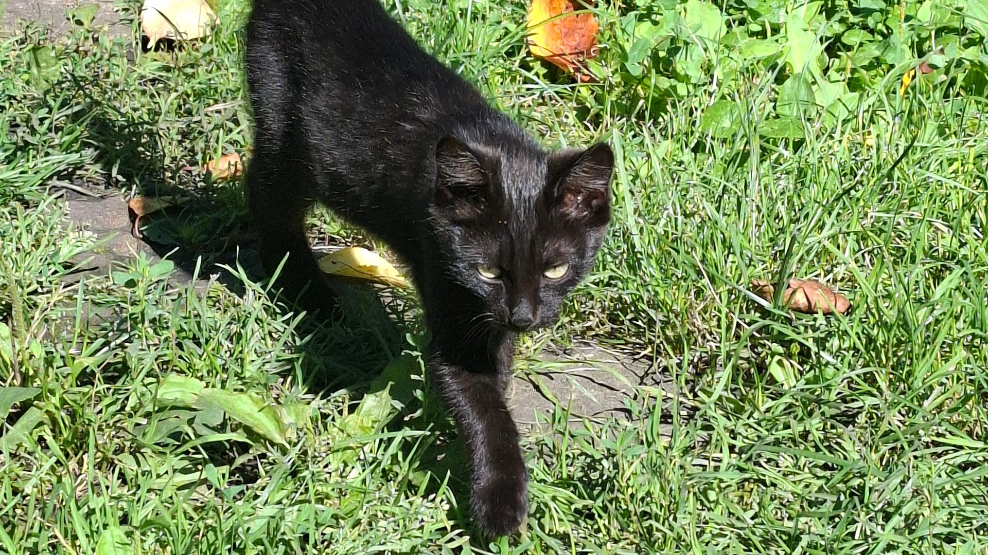смешные котики (наверно) сборник