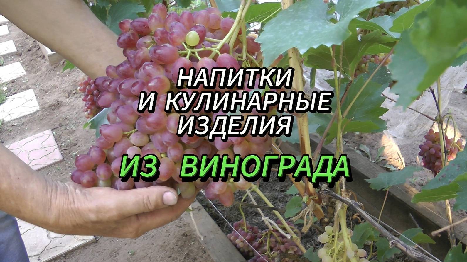 Напитки и кулинарные изделия из винограда.
