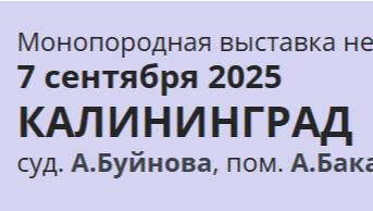 КЧК КАЛИНИНГРАД 7 сентября`25 А.Буйнова Моно немецких овчарок
