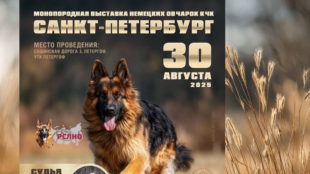 КЧК САНКТ-ПЕТЕРБУРГ 30 августа`25 В.Хижняк Моно немецких овчарок