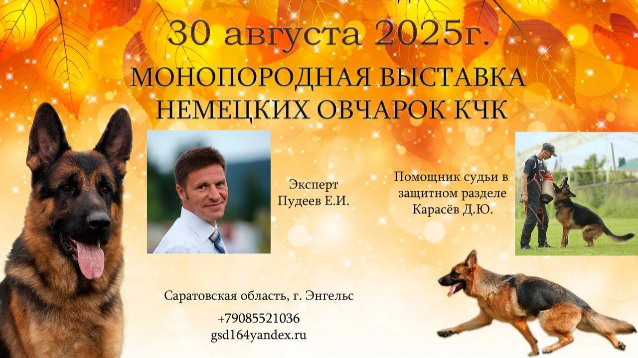 КЧК ЭНГЕЛЬС 30 августа`25 Е.Пудеев Моно немецких овчарок