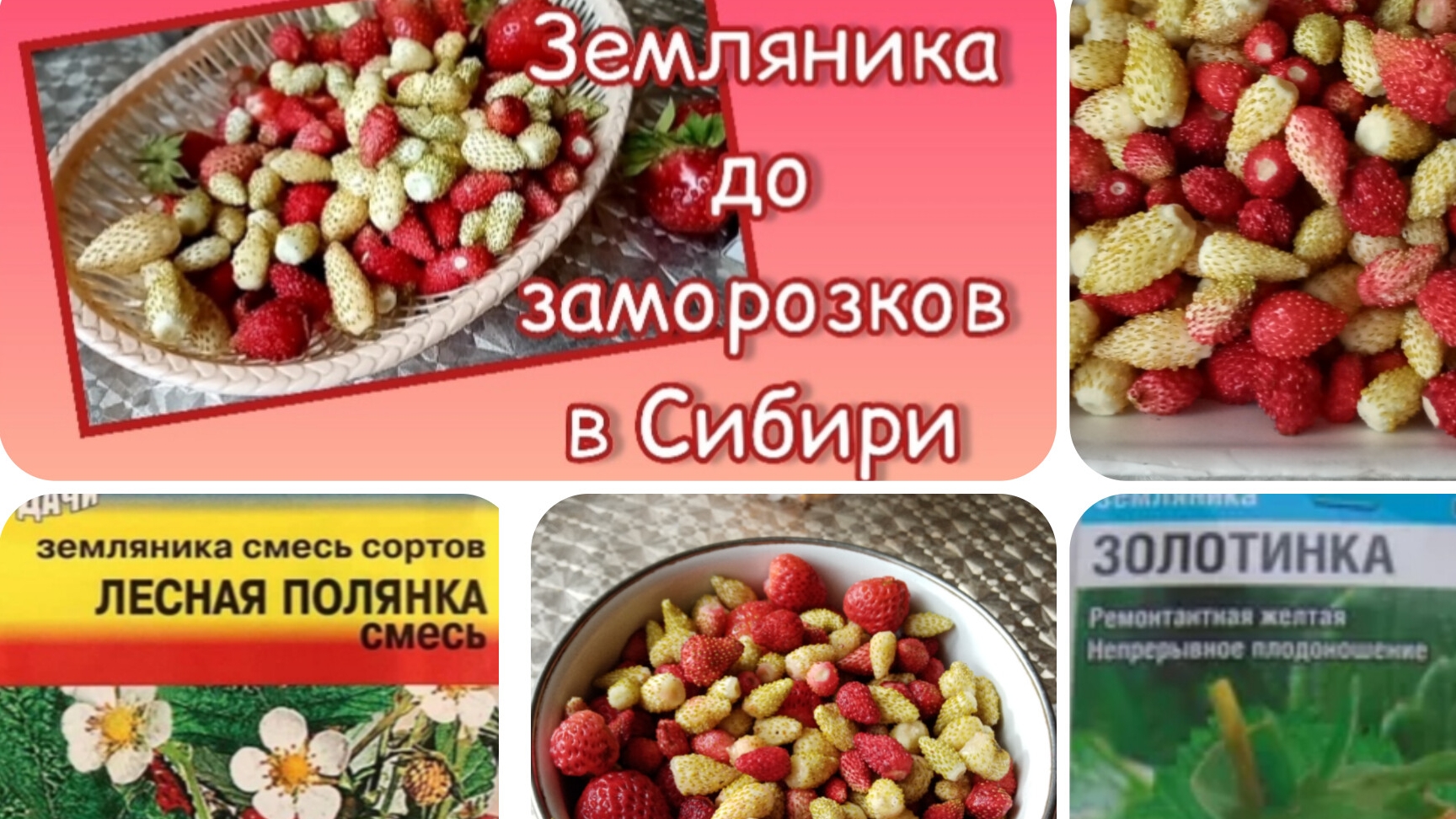 Земляника и всё о ней в Сибири