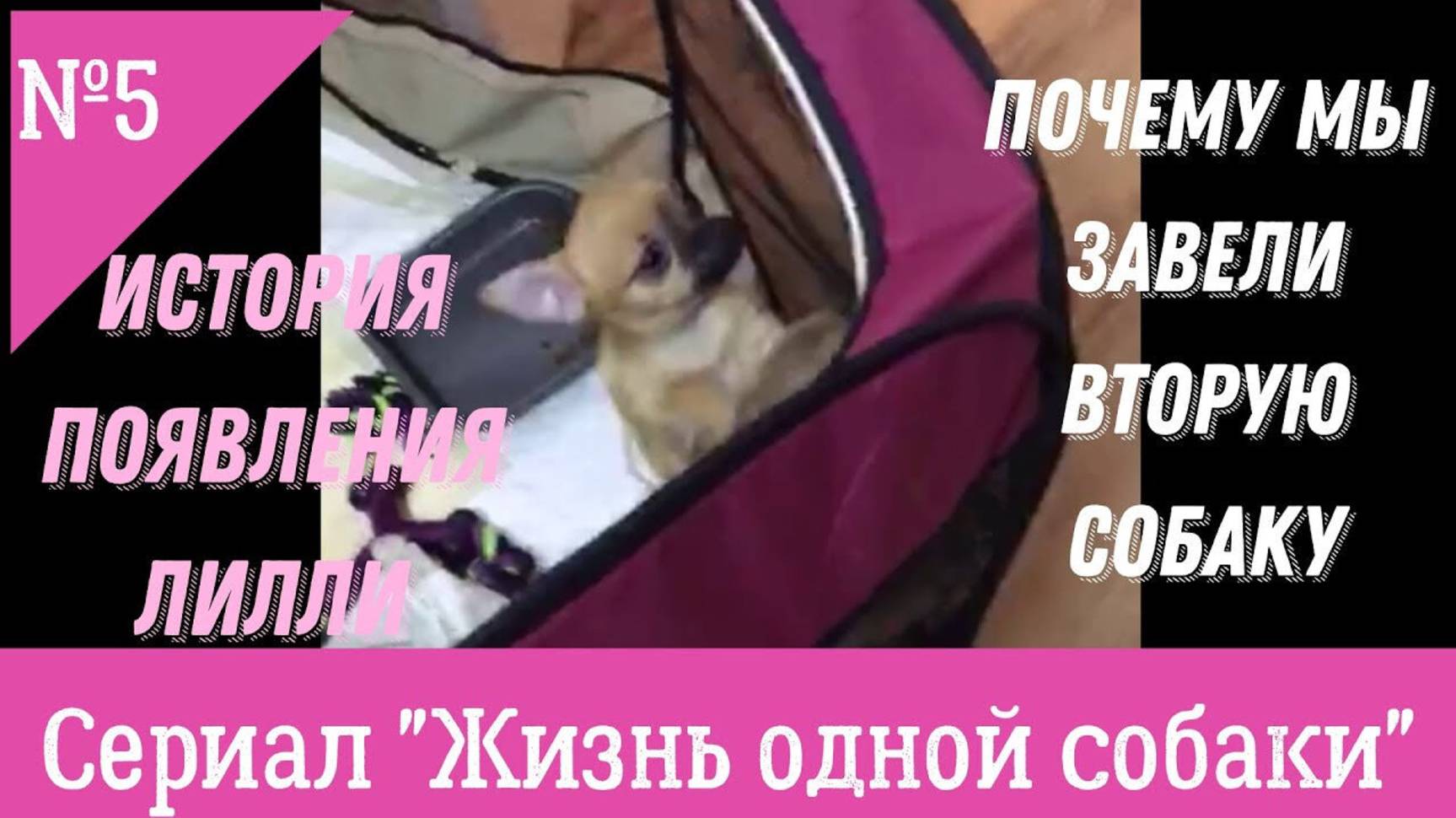 Животные домашние и не очень