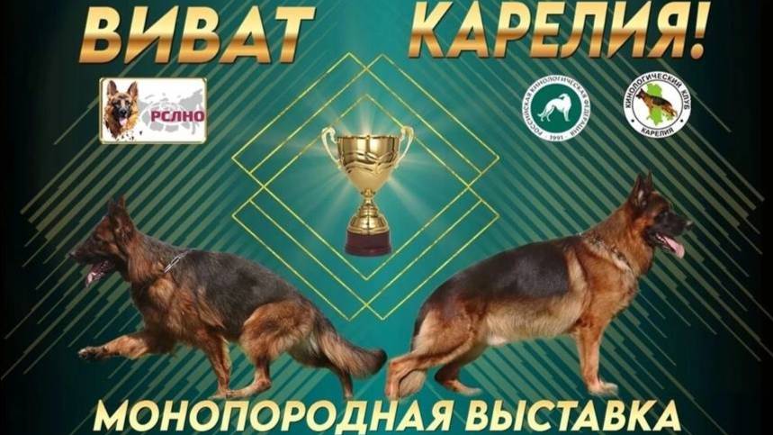 КЧК ПЕТРОЗАВОДСК 4 октября`25 Л.Косашвили Моно немецких овчарок
