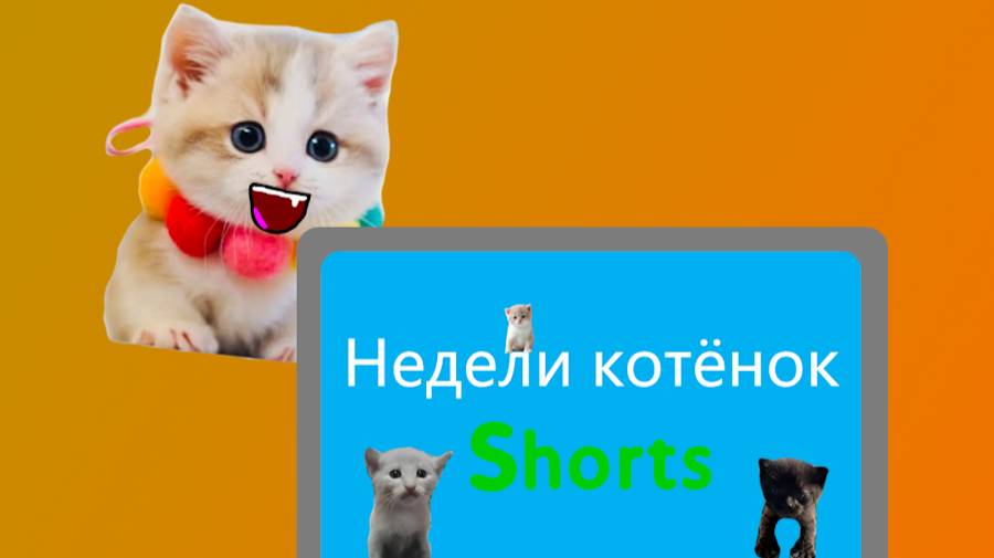 Недели котёнок Shorts