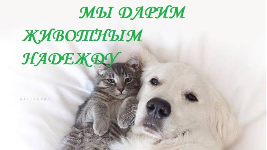 Приют ″Надежда″, Петрозаводск, Карелия