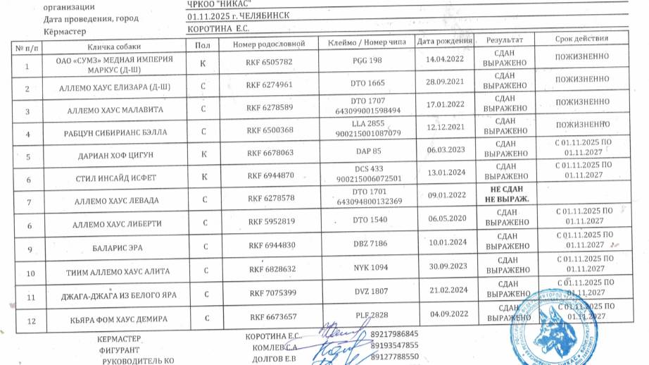 Кёрунг ЧЕЛЯБИНСК 01 ноя`25 (Е.Коротина) 12 собак