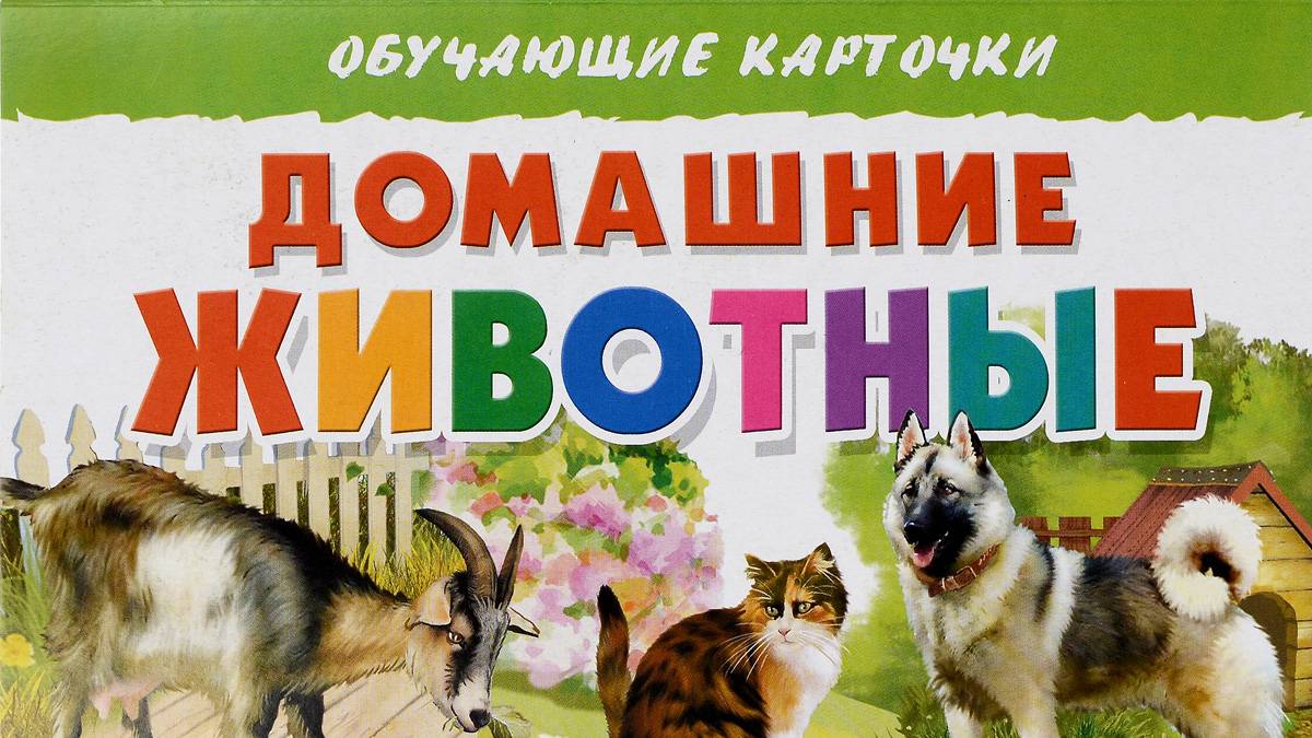 Весёлые истории от хвостатых друзей: сборник самых смешных моментов