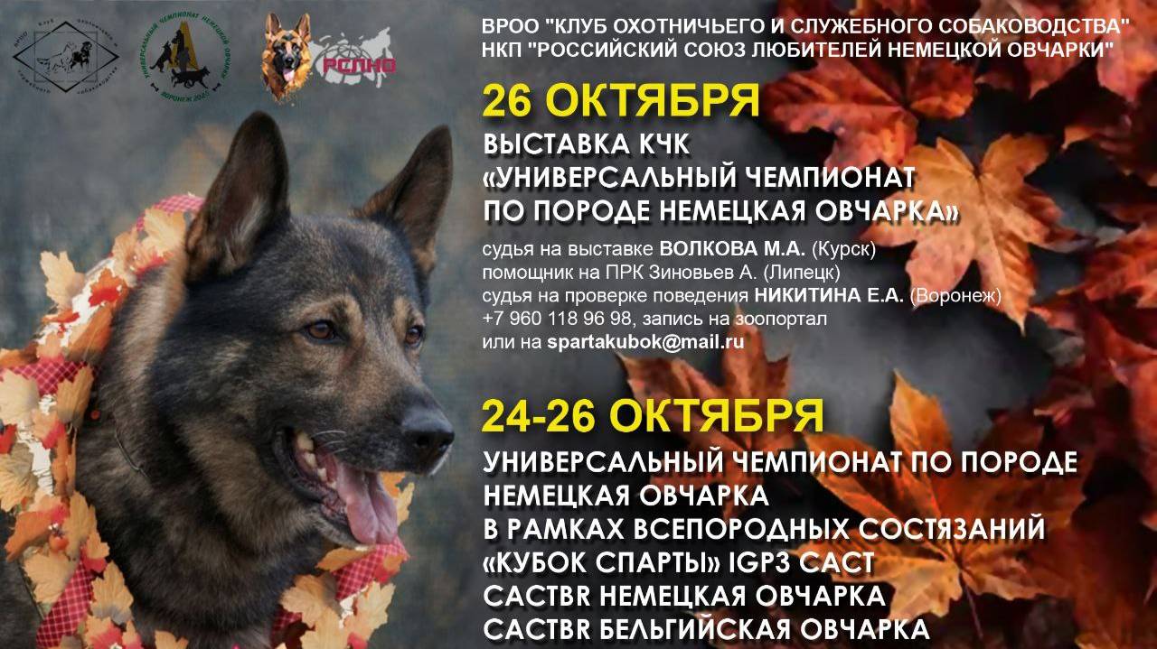 КЧК ВОРОНЕЖ 26 октября`25 М.Волкова Моно немецких овчарок