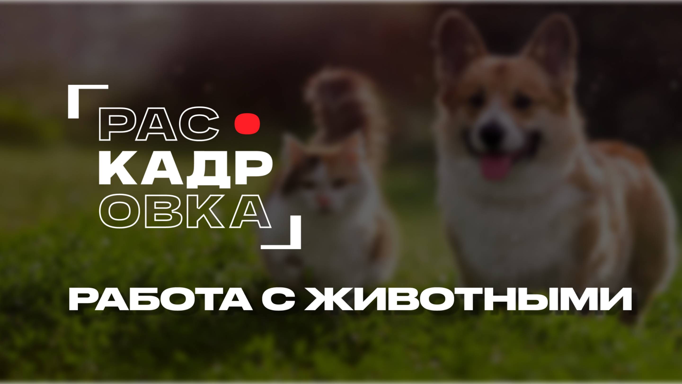 Работа с животными