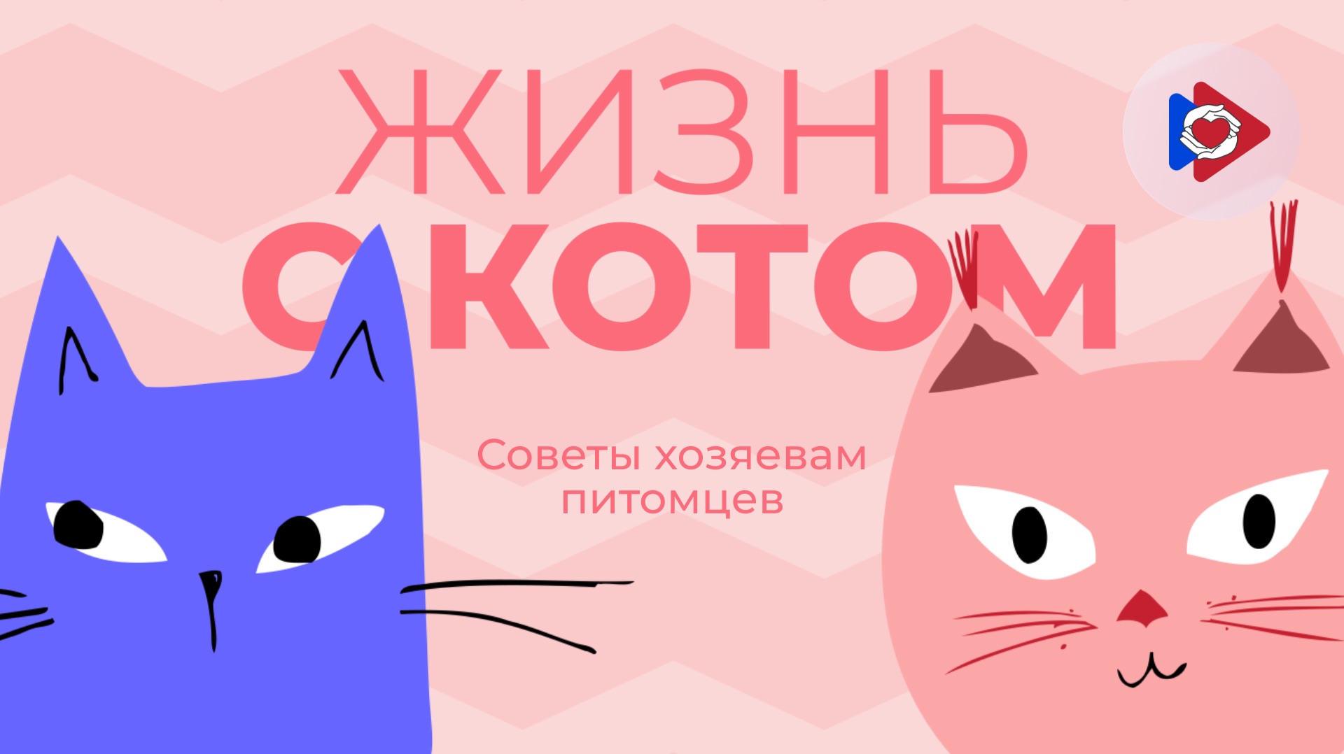 Жизнь с котом!
