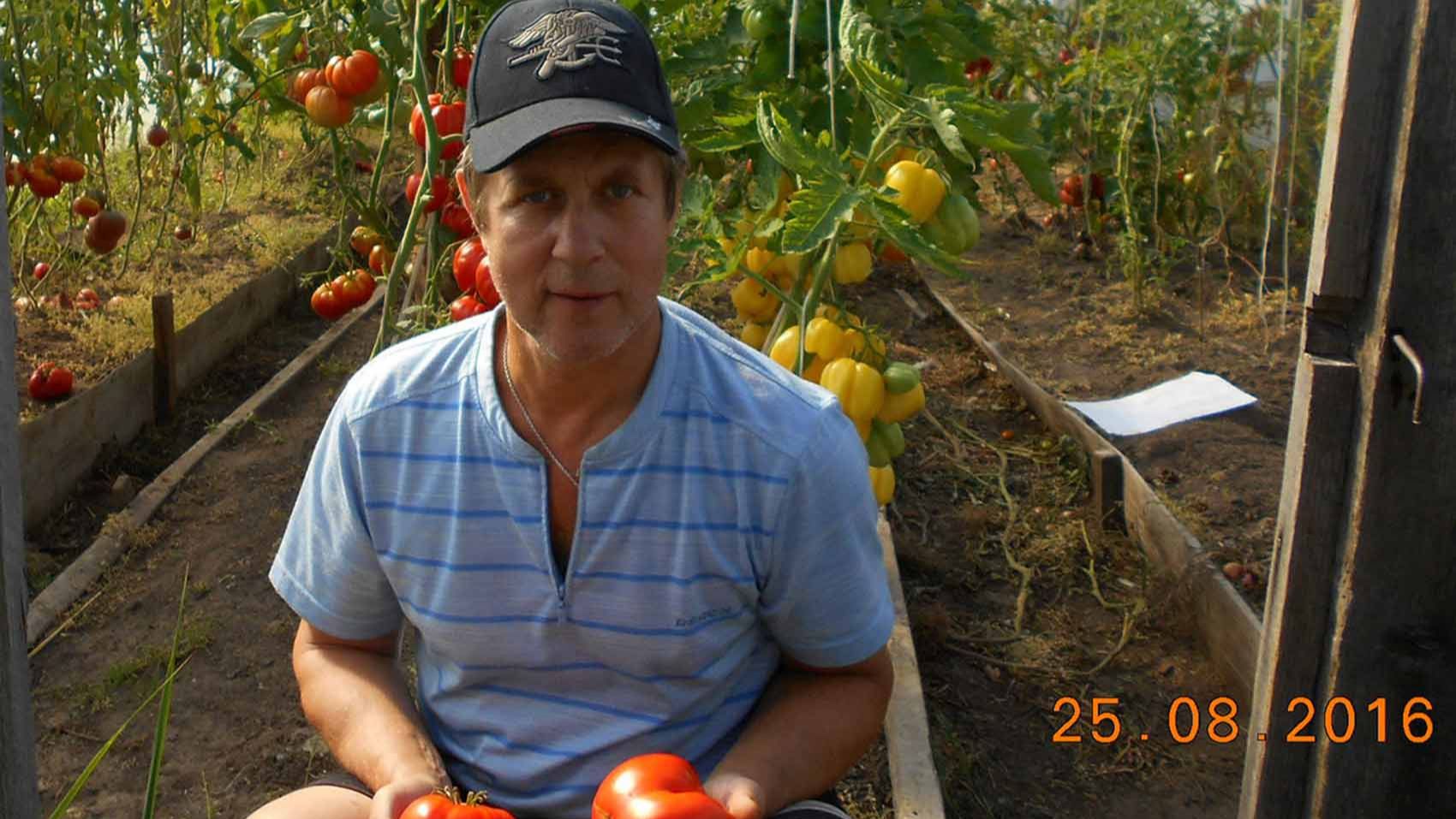 Агротехника помидоров