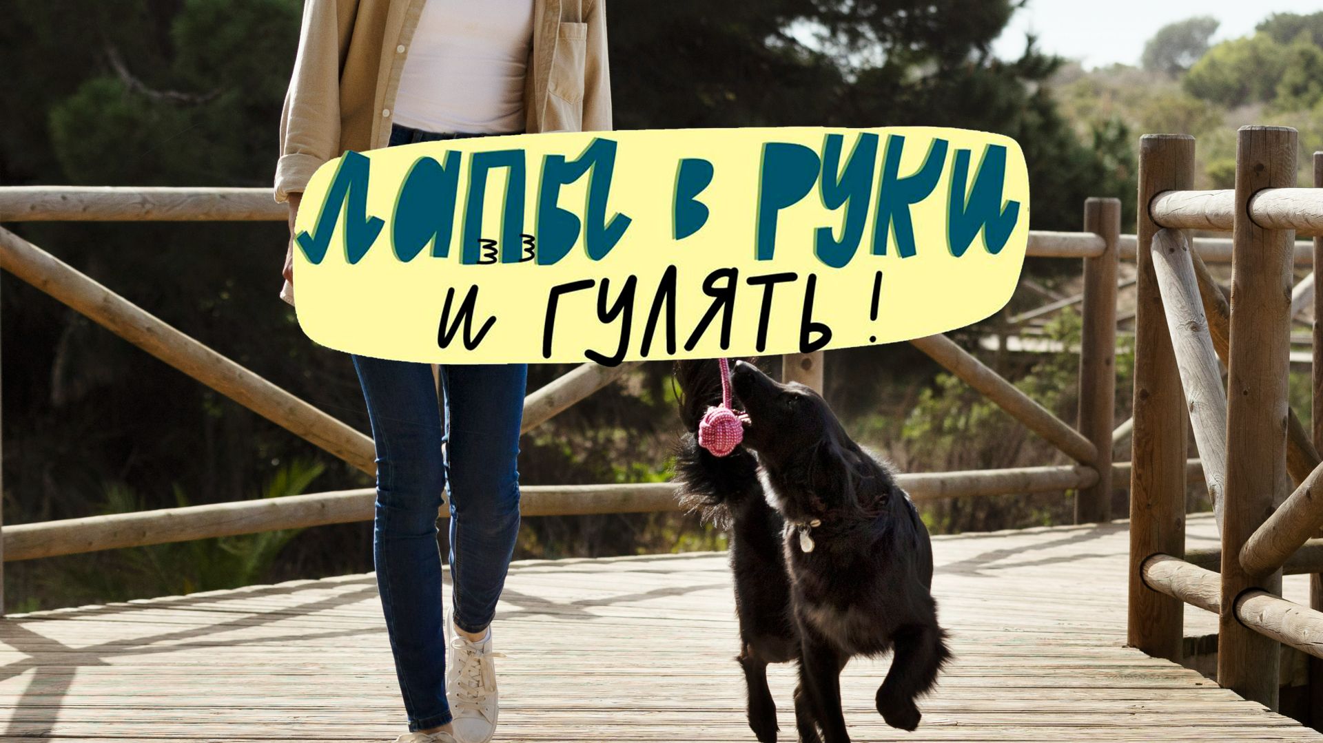 Лапы в руки и гулять!