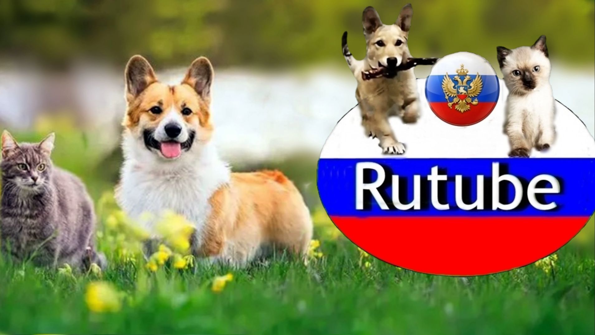 Животные.Редкие кадры .🐶🦊🐾🐬🌊🐟🌊🐠🐘🐴🐪🐏🐄🐃🐐🐭🐇🐹 🐓🐣