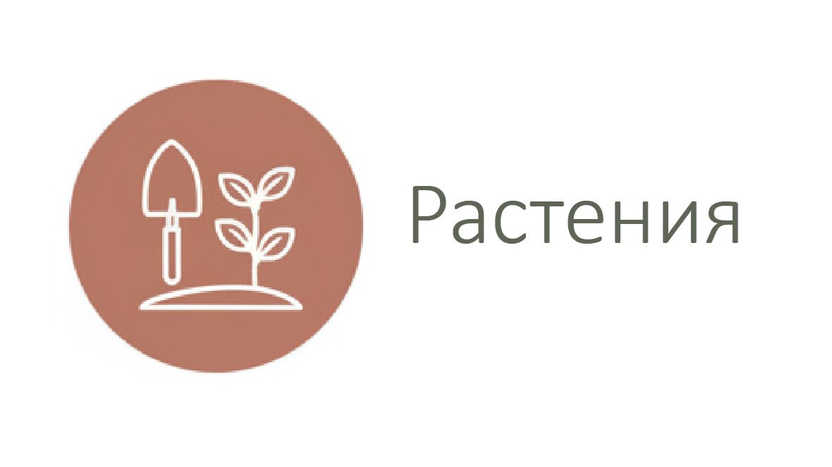 Растения