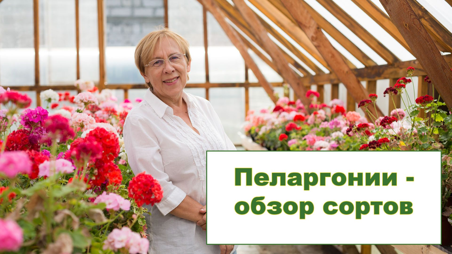 Пеларгонии - обзор сортов