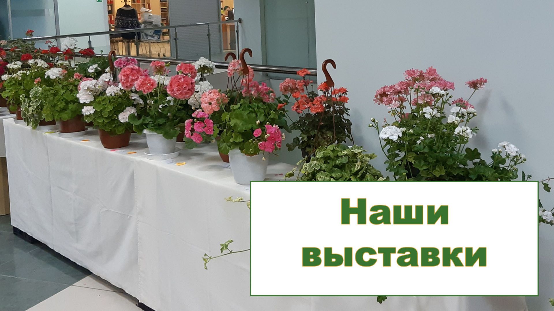 Наши выставки комнатных растений. Екатеринбург