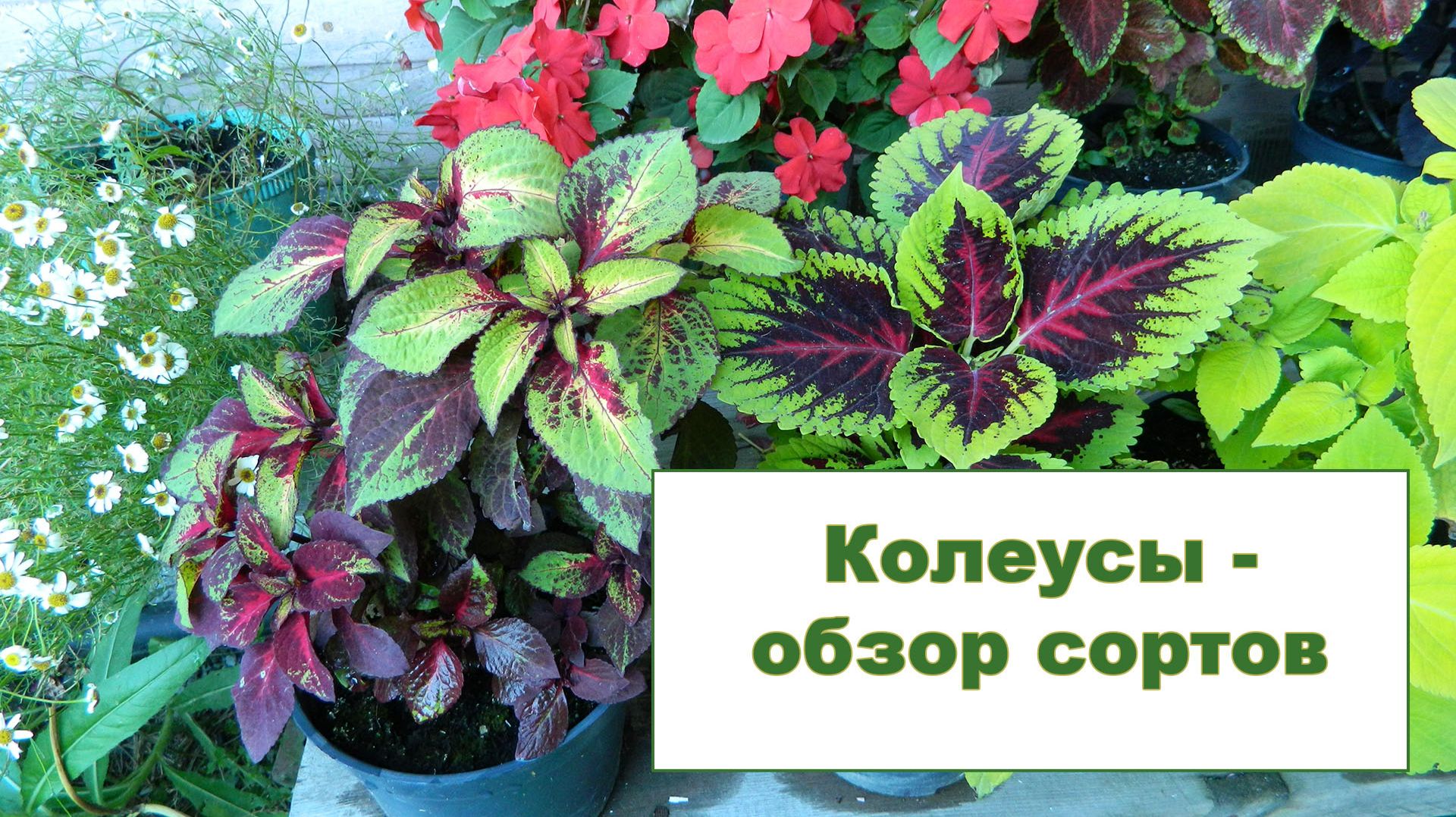 Колеусы - обзор сортов