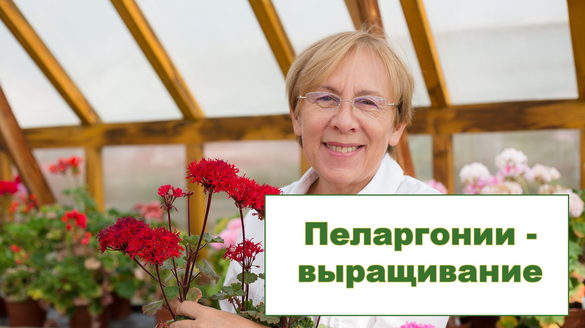 Пеларгонии - уход и размножение
