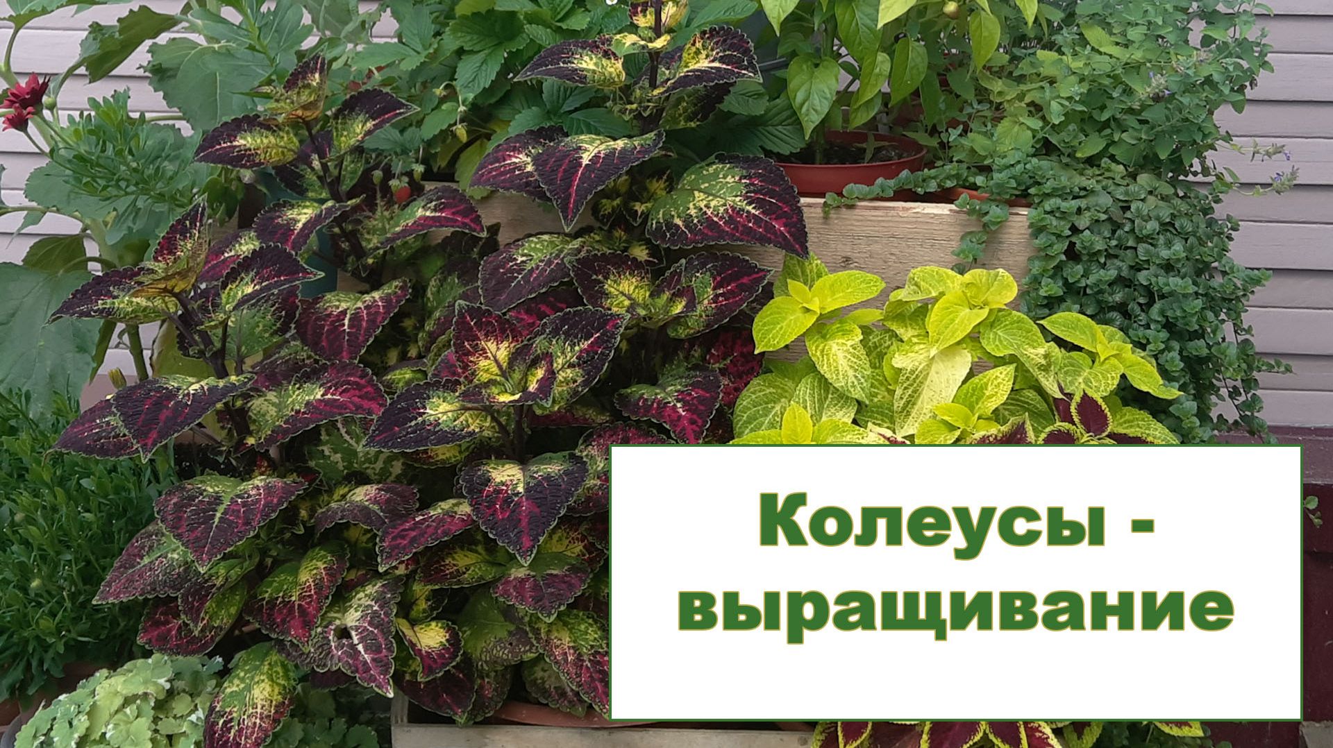 Колеусы - уход и размножение