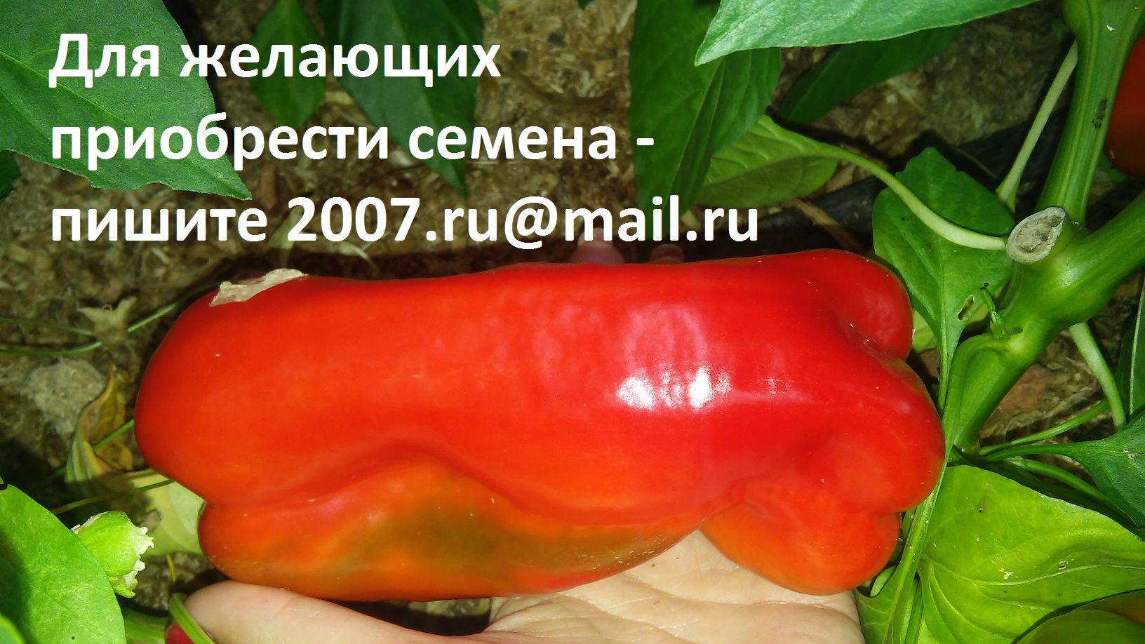 Растишки огородные на заказ