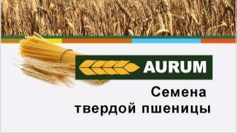 Семена твёрдой пшеницы